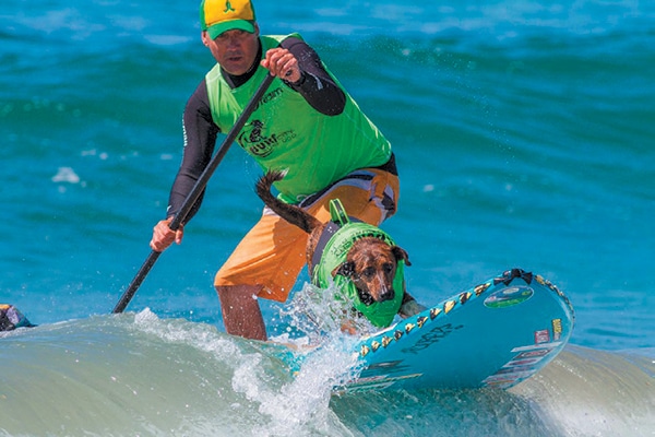 Surf City Surf Dog. 