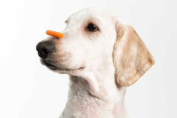 A dog with a carrot veggie treat on his nose. 