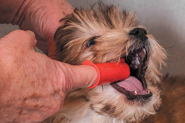 A dog getting his teeth brushed. 