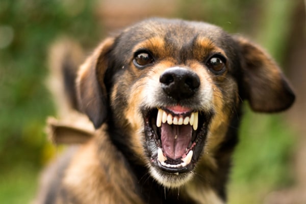 A dog growling and looking angry.