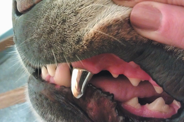 A dog with a crown on his tooth.