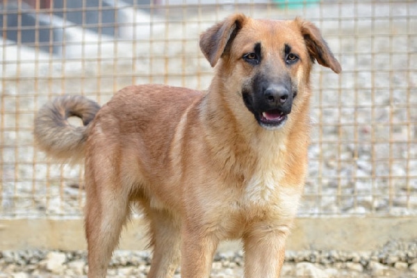 You can apply to adopt Sochi Dogs like Billy.