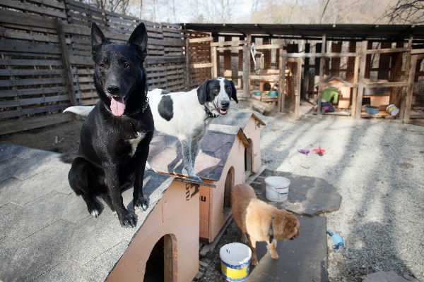 Djonik and Sonya at the Sochi Dogs shelter. 