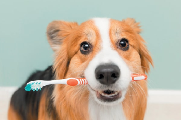 Dog holding a toothbrush and smiling.