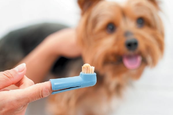 Dog smiling and getting his teeth brushed. 