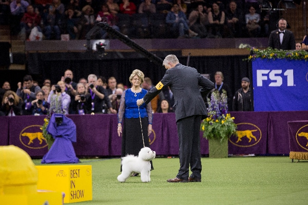 Best in Show winner Flynn with his handler and the judge.