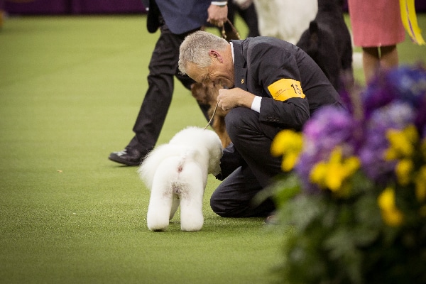 who won westminster show the westminster kennel club show flynn the bichon fris 233 wins biggie and bean who won westminster show the westminster kennel club show flynn the bichon fris 233 wins biggie and bean