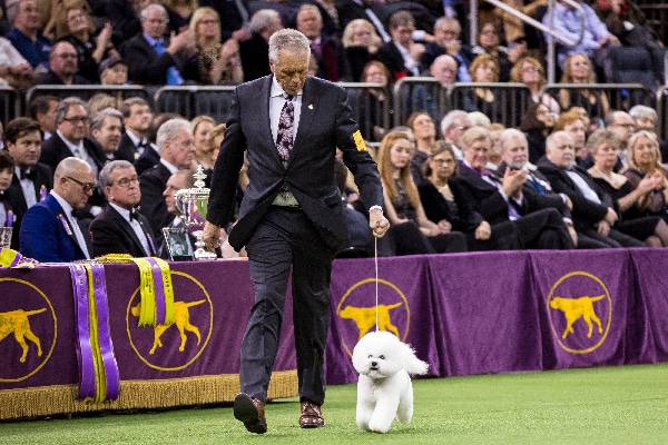 Flynn the Bichon Frisé.