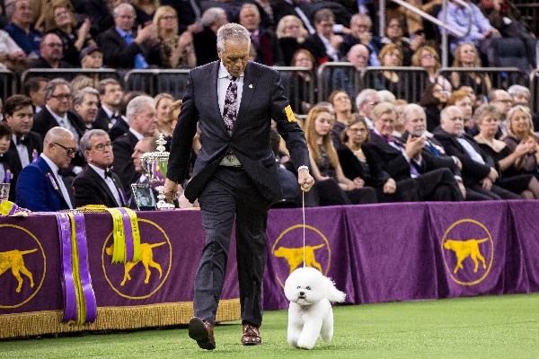 Flynn the Bichon Frisé. 