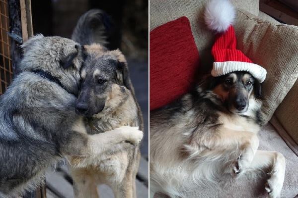 Kali and Molly at Shelter; Kali in her forever home.