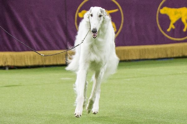 Lucy the Borzoi.