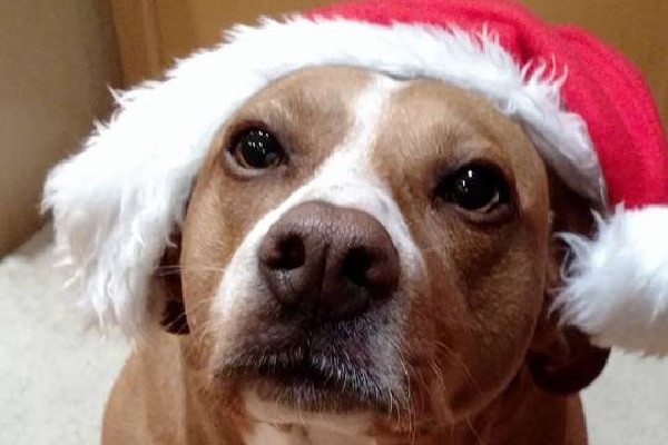 Polly at Christmas.