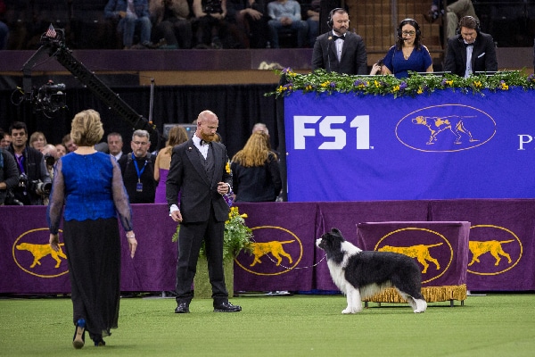 Slick the Border Collie. 