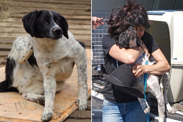 Stetson before and after.