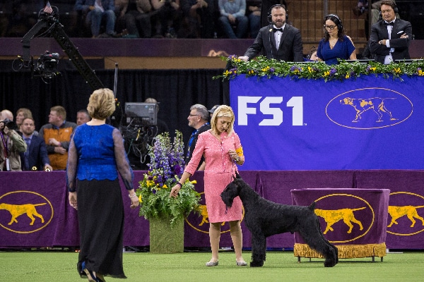 Ty the Giant Schnauzer.
