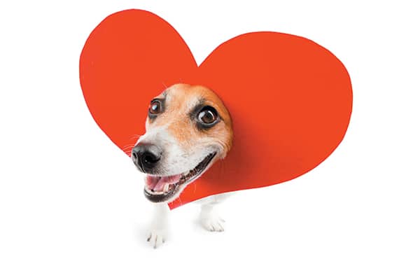 A dog wearing a heart... on his head. 
