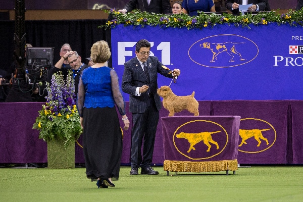 Winston the Norfolk Terrier.