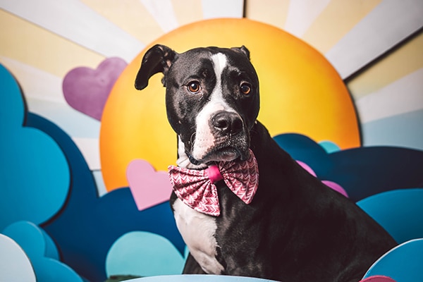Zilker Bark. Photography courtesy Zilker Bark.