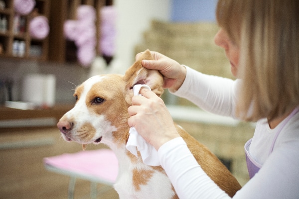 A dog getting his ears cleaned.