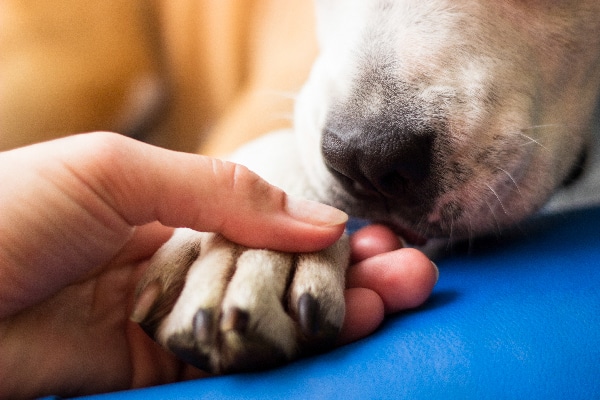 A human holding a dog paw for support or saying goodbye. 