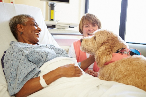 A therapy or emotional support dog in a hospital.