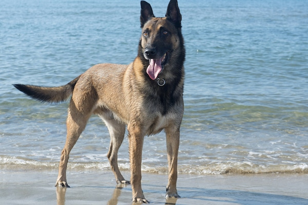 Belgian Malinois. Photography by cynoclub / Shutterstock.