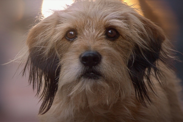 Benji.