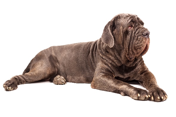 Cane Corso.