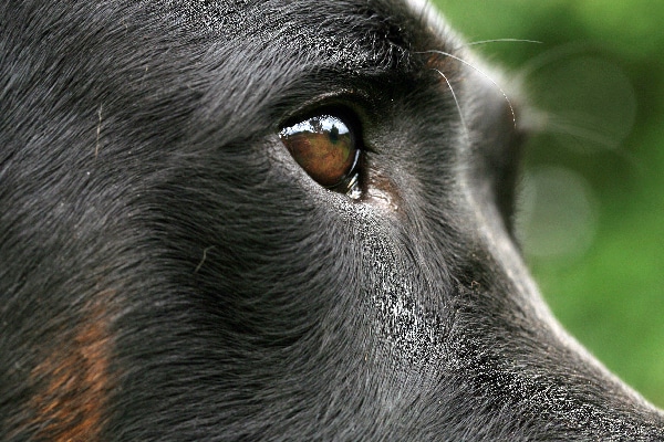 A closeup of a dog eye. 