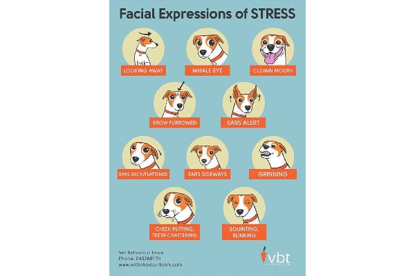 Dog stress facial expressions.