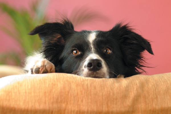 Dog lying down on bed. 