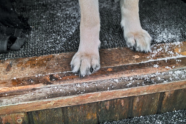 Dog paws about to step out into snow. 