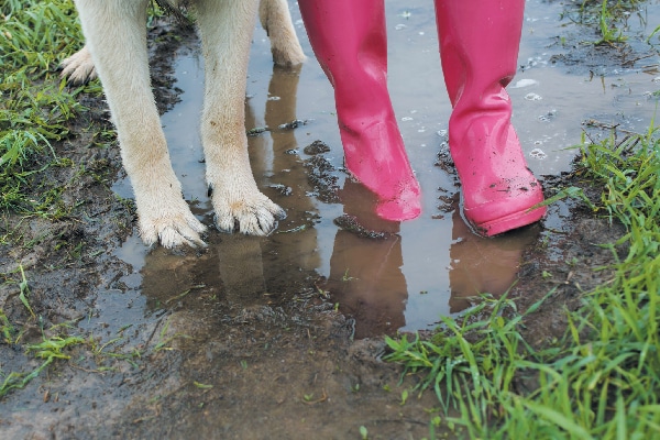 Dog paws and human rain boots in mud. 