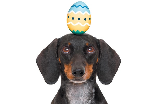 Dog with an Easter egg on his head. 