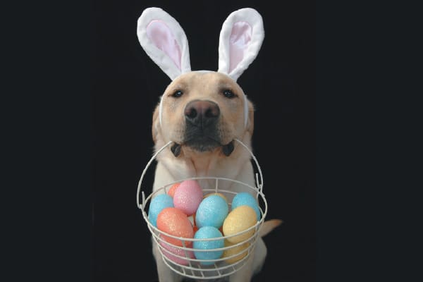 Dog with bunny ears and an Easter basket. 