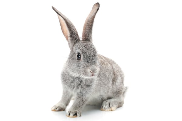 Easter bunny.