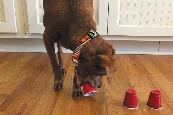 Some dogs will knock over the cup with their paw while others will pick up the cup in their mouth. We use mini solo cups for 20-pound Tampa so he can fit the cup in his mouth to pick it up. 
