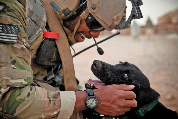 K9 Veteran's Day.