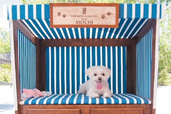 Mochi lounges on the beach in her very own cabana, where she got to eat, drink and bark at lizards. 