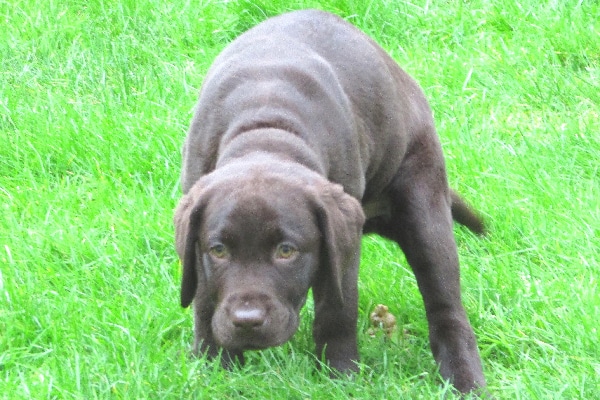 A puppy pooping on green grass and looking scared or stressed. 