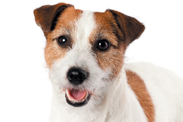 Russell Terrier close up.