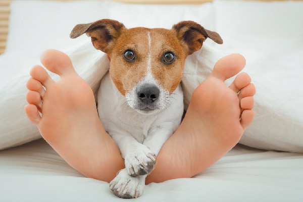 The Russell Terrier.