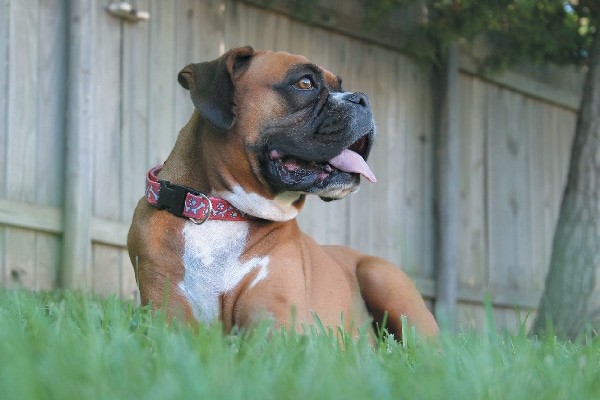 A happy dog in a backyard.