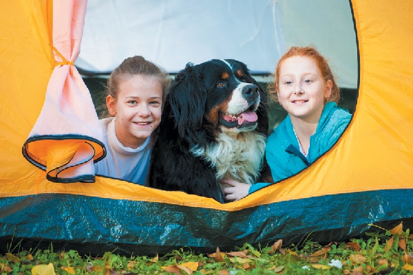 Bernese Mountain Dog camping.