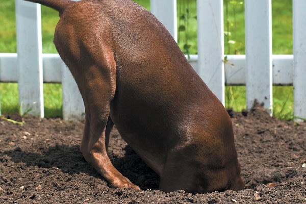 Dog digging in dirt and grass.