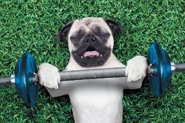 Dog exercise and weight lifting. 