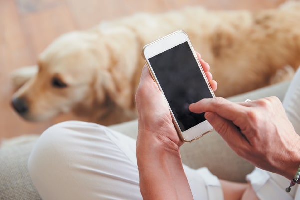 Dog parent on smart phone.