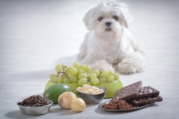 Dogs with grapes, chocolates, onions and other toxic foods.