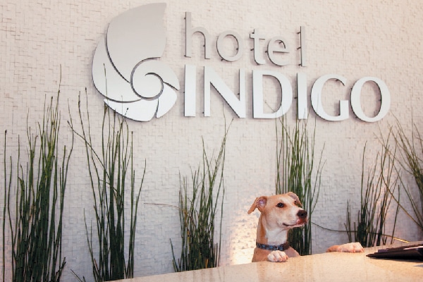 Hotel Indigo is a dog-friendly hotel chain.