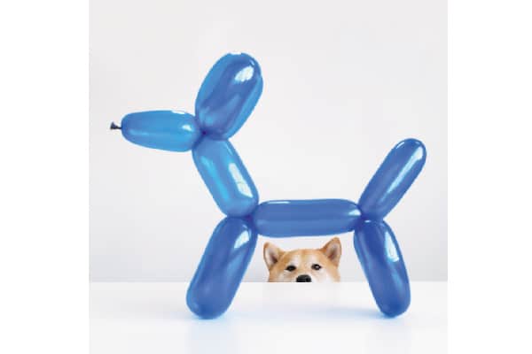 A photo from Insta Grammar dogs.